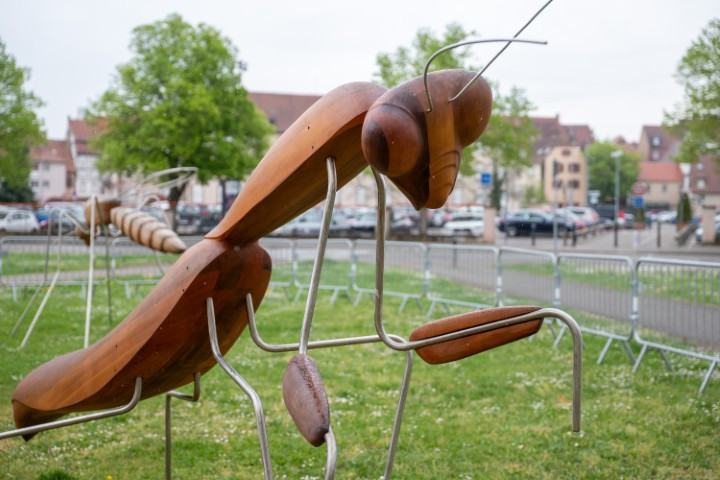 Exposition : les insectes, nos fabuleux voisins